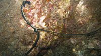020 Bonellie (Bonellia viridis)